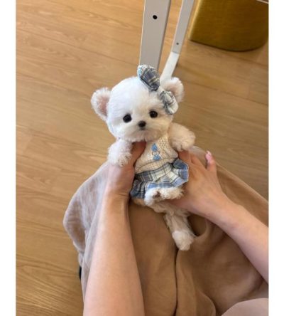 Bichon Frise Puppies