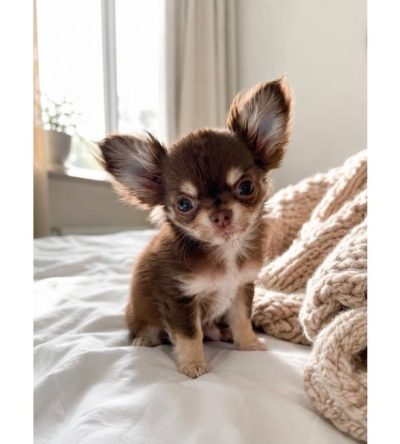 Long-Coat Chihuahua Puppies
