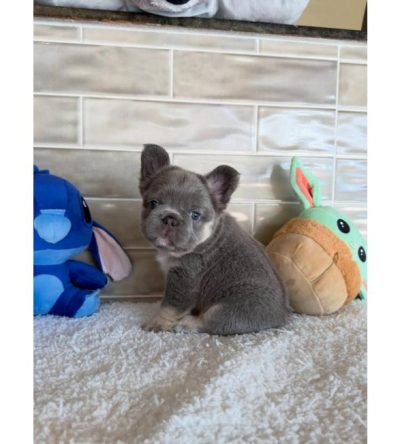 Blue French Bulldog Pup