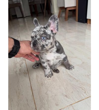 Blue Merle French Bulldog Pup