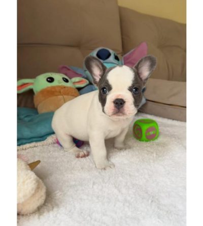 Pied French Bulldog Puppies