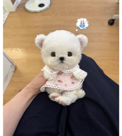 Maltese Puppies
