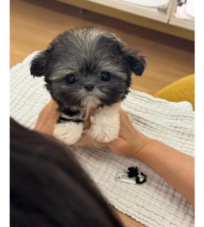 Grey & Black Pomeranian Pup