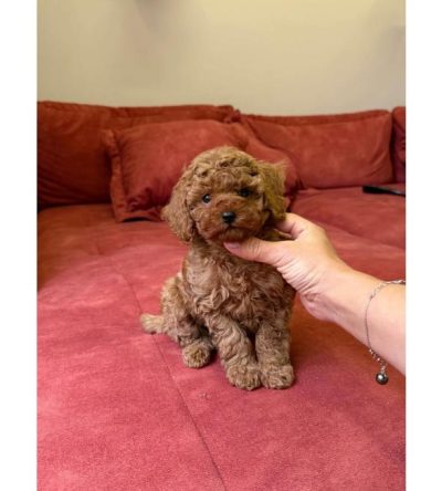 Chocolate Toy Poodle Puppies for Sale | Deep Brown Curls