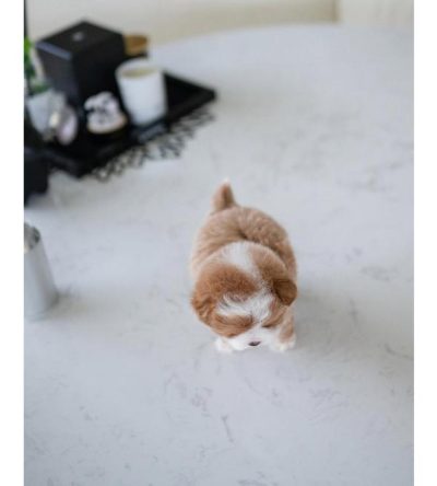 Toy Poodle Puppies