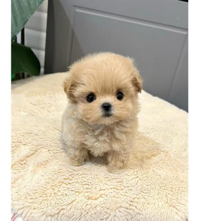 Yorkshire Terrier Puppies